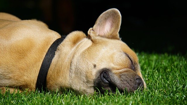 Arbejdskraft Ordsprog Forespørgsel Søvn er en utroligt vigtig ting for din hund og din hvalp